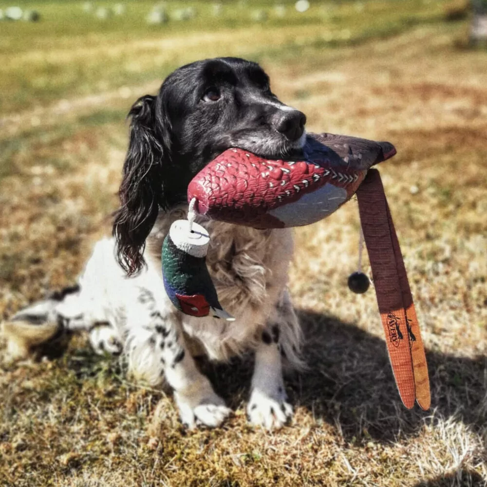 Avery Sporting Dog Fasan - Billede 3