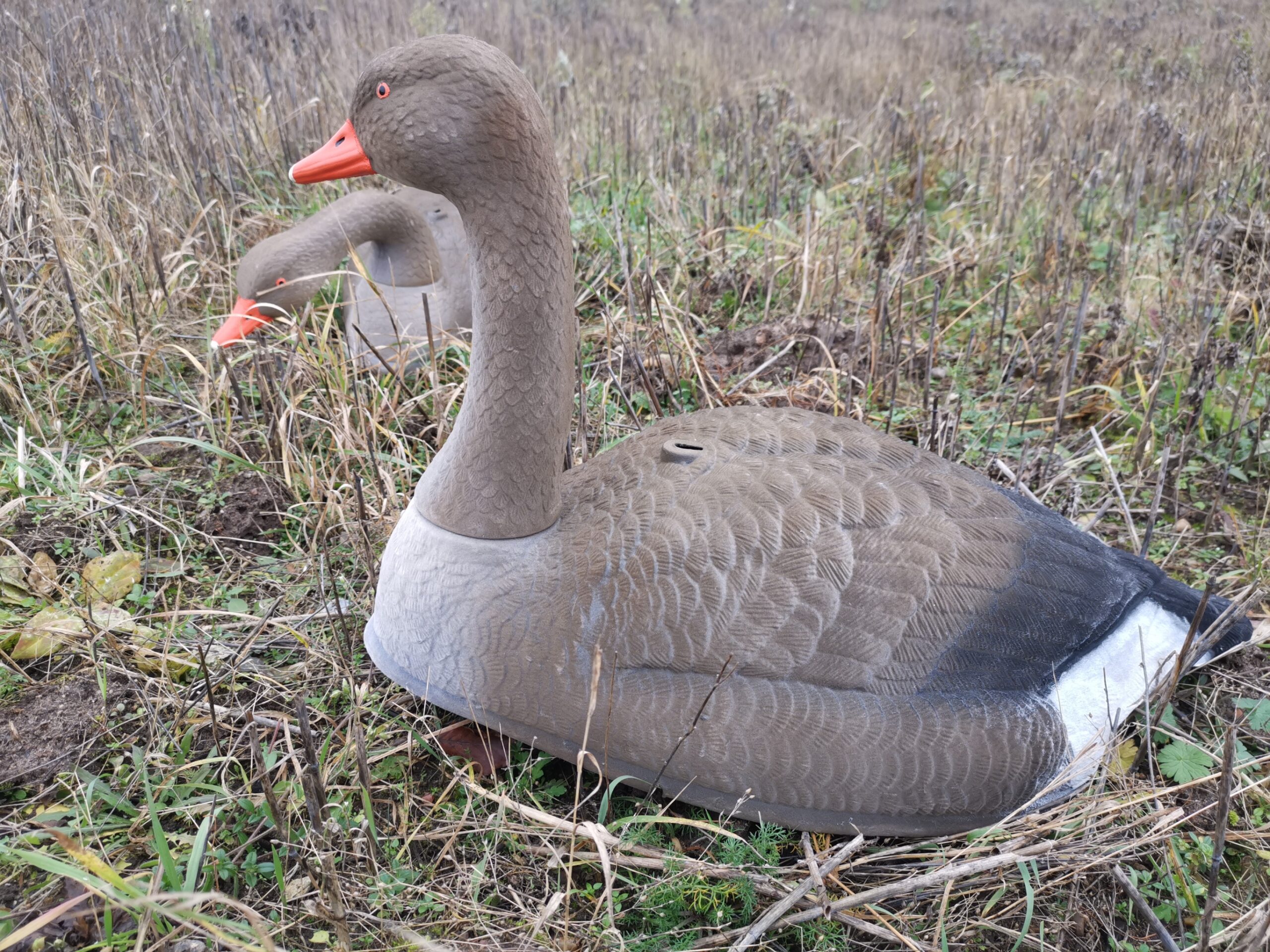 Lokkegås Grågås skal med flock
