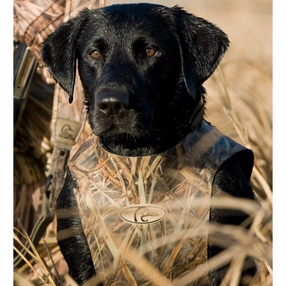 Neopren hundevest fra Avery - Billede 4