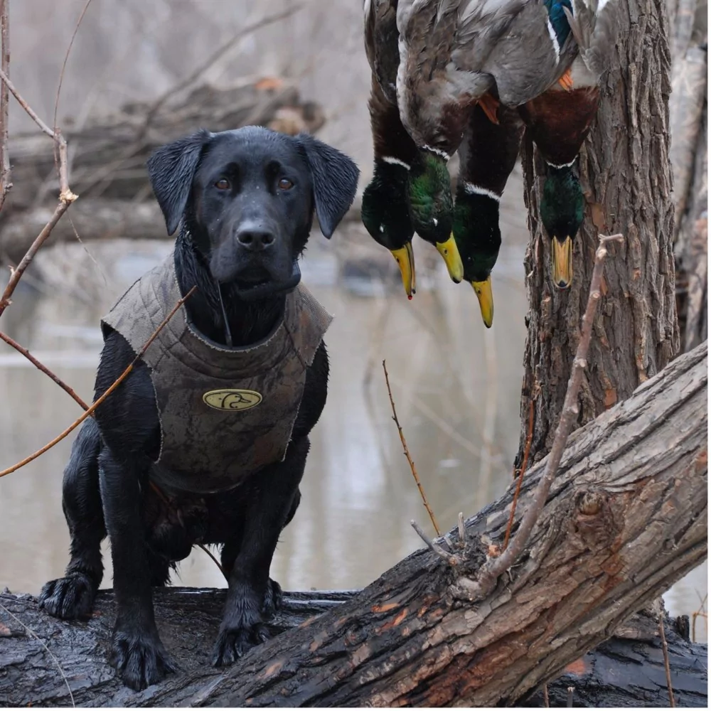 Neopren hundevest fra Avery - Billede 3