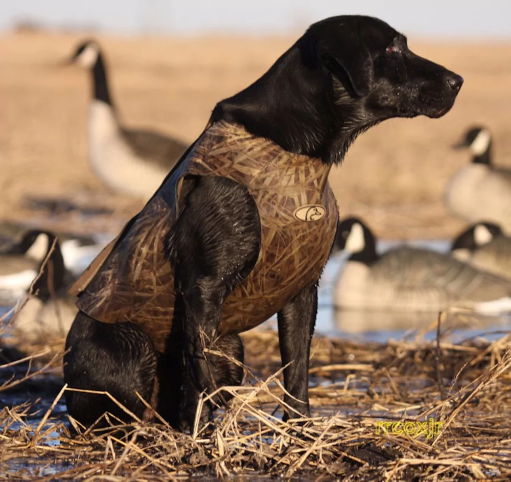 Neopren hundevest fra Avery