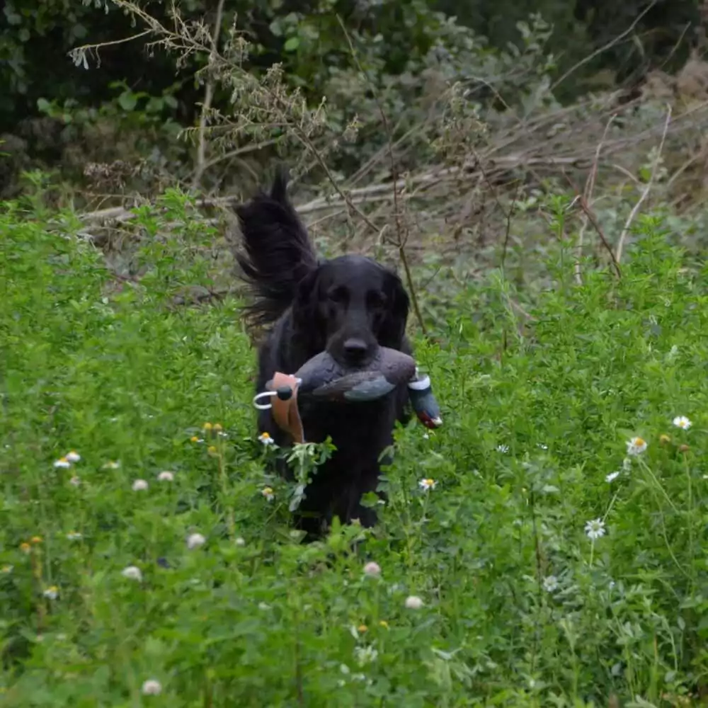 Avery Sporting Dog Fasan - Billede 5