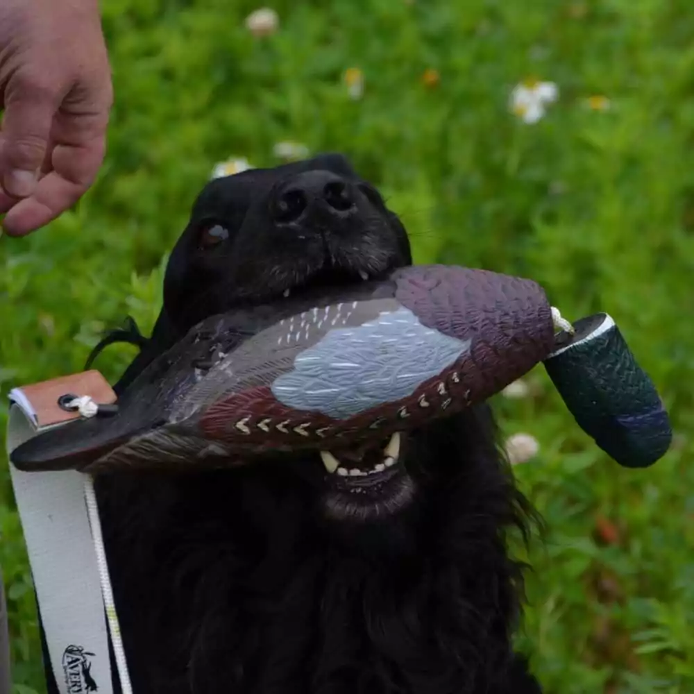 Avery Sporting Dog Fasan - Billede 4